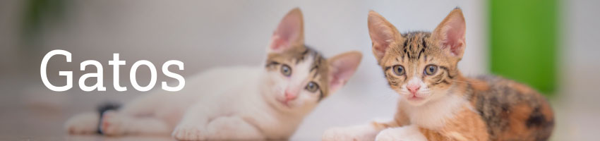 Productos para gatos