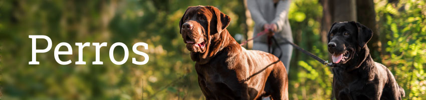 Productos para perros