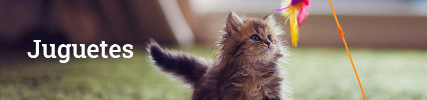 Gatos sub cat juguetes