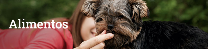 Perros cat alimentos